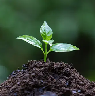 Sustainability