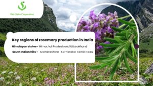 Rosemary India